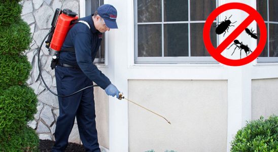 Borçka Kemirgen İlaçlama böcek ilaçlama ve haşere kontrolü — ilaclama-tr.com